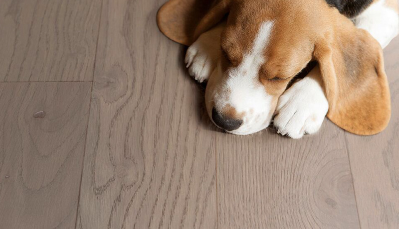 得高環(huán)保地板，健康升級有效抗菌 圖片1