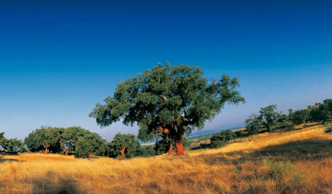 全國(guó)速凍為家穿秋褲，得高軟木為全家?guī)?lái)溫馨享受 image2