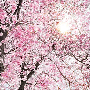 花開那時(shí)XXL4-046