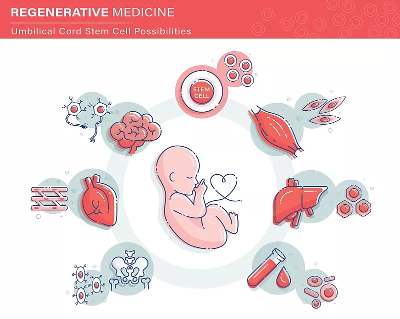 臍帶間充質干細胞對于多種疾病的治療機理 臍帶間充質干細胞對于多種疾病的治療機理