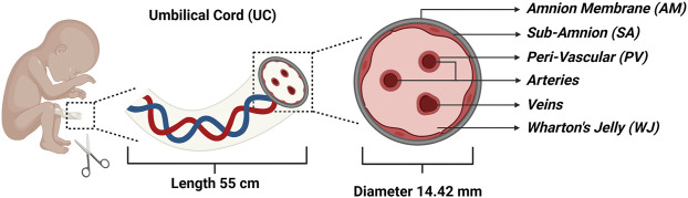 圖1:代表四個(gè)主要隔間的臍帶 (UC) 的示意圖: 圖1:代表四個(gè)主要隔間的臍帶 (UC) 的示意圖: