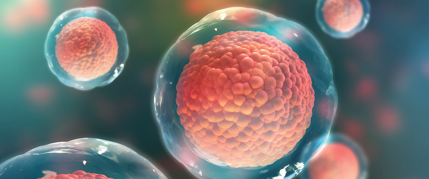 干細胞:它們是什么以及它們的作用? 干細胞:它們是什么以及它們的作用?