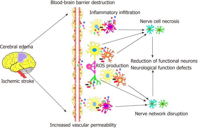 圖1:腦缺血性中風的病理過程。 圖1:腦缺血性中風的病理過程。