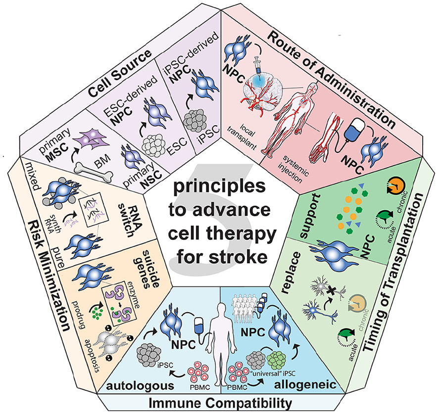 圖1:推進中風細胞治療的五項原則。 圖1:推進中風細胞治療的五項原則。