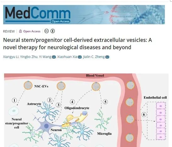神經干細胞外泌體調控中樞神經系統中不同細胞功能 神經干細胞外泌體調控中樞神經系統中不同細胞功能