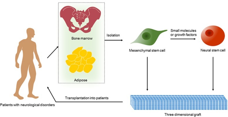 神經(jīng)干細(xì)胞的衍生和移植的治療策略 神經(jīng)干細(xì)胞的衍生和移植的治療策略