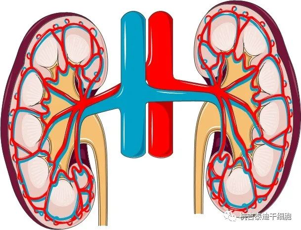 腎臟疾病：干細胞療法如何對其提供幫助？