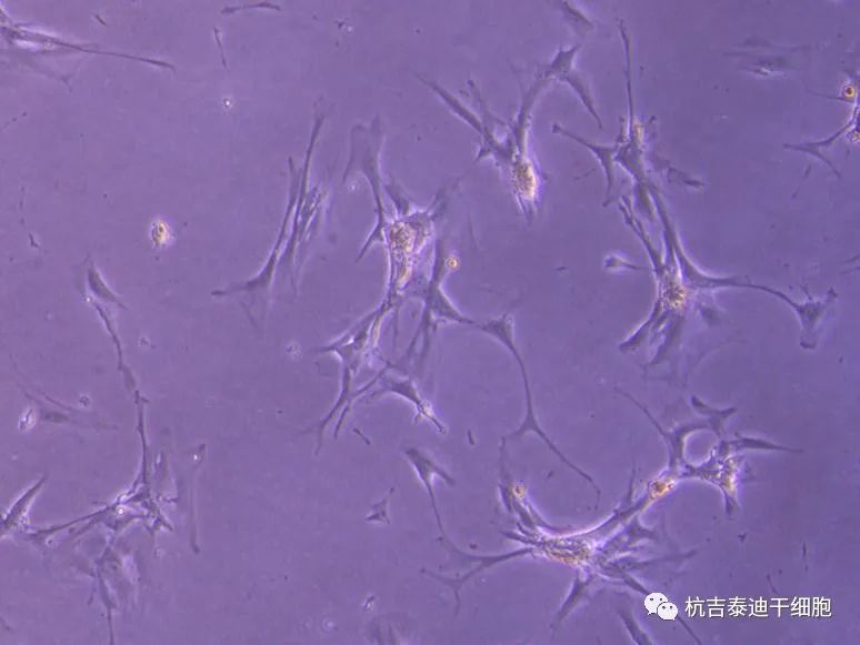 可能的腎臟干細胞，在實驗室中生長