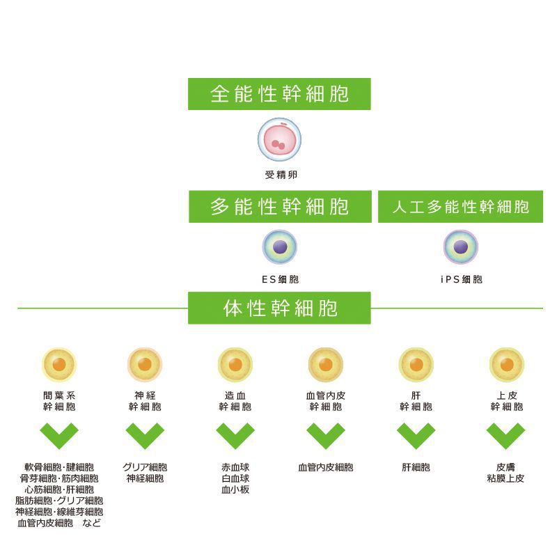 干細(xì)胞的種類 干細(xì)胞的種類
