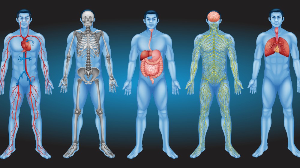 干細胞從何而來