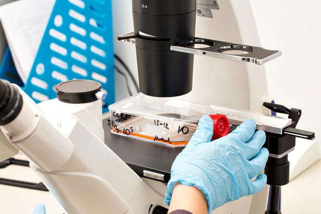 什么是干細胞?關于一系列干細胞的簡短知識 什么是干細胞?關于一系列干細胞的簡短知識