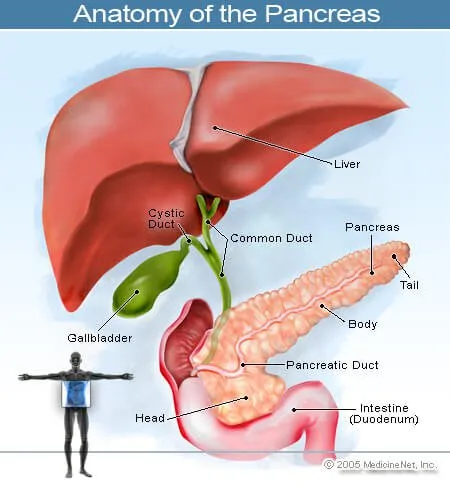 胰腺的插圖 胰腺的插圖
