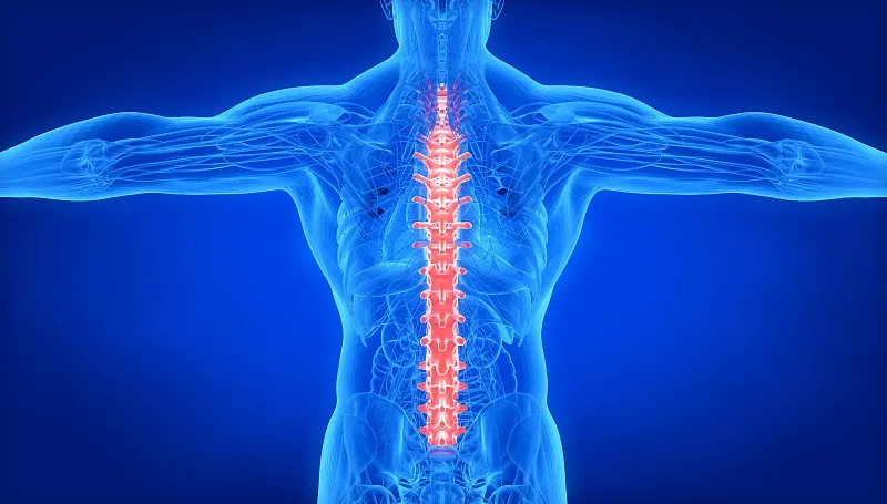 間充質干細胞治療脊髓損傷:目前的進展和未來的前景 間充質干細胞治療脊髓損傷:目前的進展和未來的前景