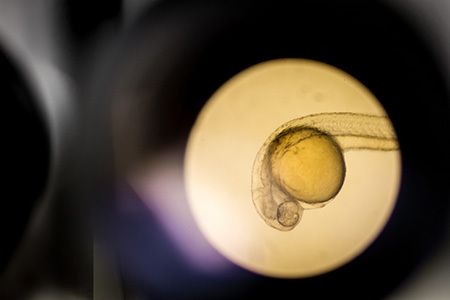 什么是成體干細(xì)胞 什么是成體干細(xì)胞