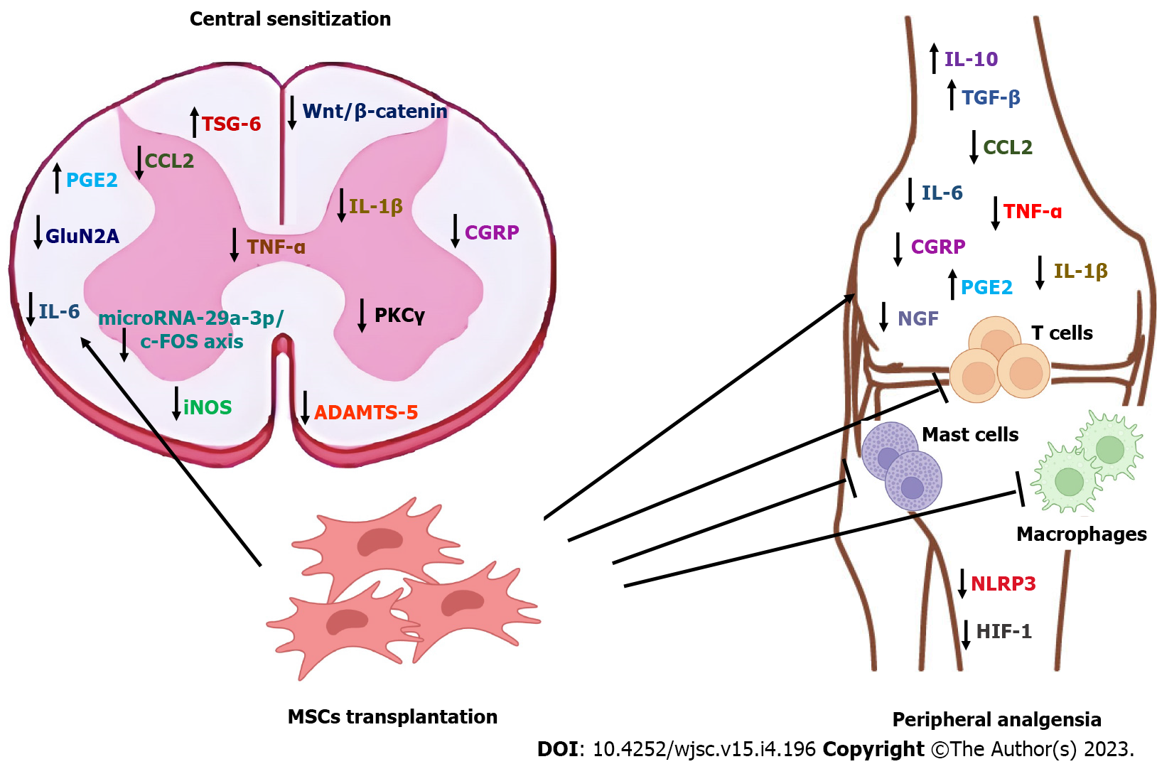 圖1：圖解總結了間充質干細胞在骨關節炎中的已證實和預期鎮痛機制。