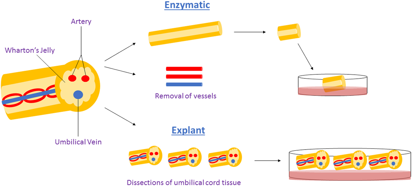 圖1：用于獲得WJ-MSCs沃頓氏膠質(zhì)間充質(zhì)干細(xì)胞的酶法與外植體法。