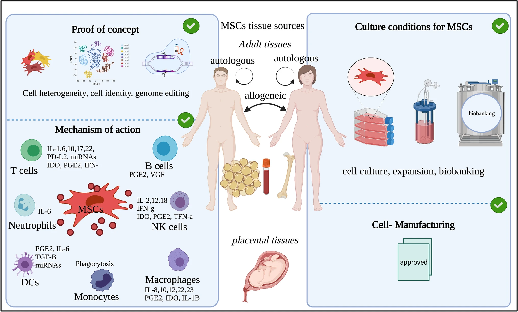 圖1:間充質干細胞的來源和四個重點領域的示意圖。 圖1:間充質干細胞的來源和四個重點領域的示意圖。