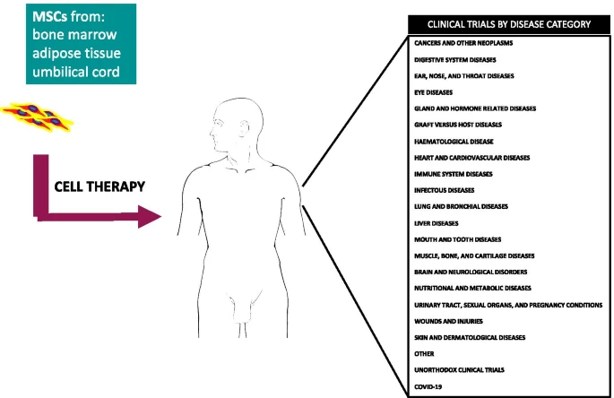 間充質(zhì)干細(xì)胞的臨床試驗(yàn)呈指數(shù)增長(zhǎng):近六年來(lái)進(jìn)展如何? 間充質(zhì)干細(xì)胞的臨床試驗(yàn)呈指數(shù)增長(zhǎng):近六年來(lái)進(jìn)展如何?