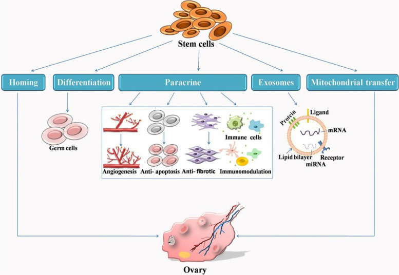 干細(xì)胞治療原發(fā)性卵巢功能不全的機(jī)制
