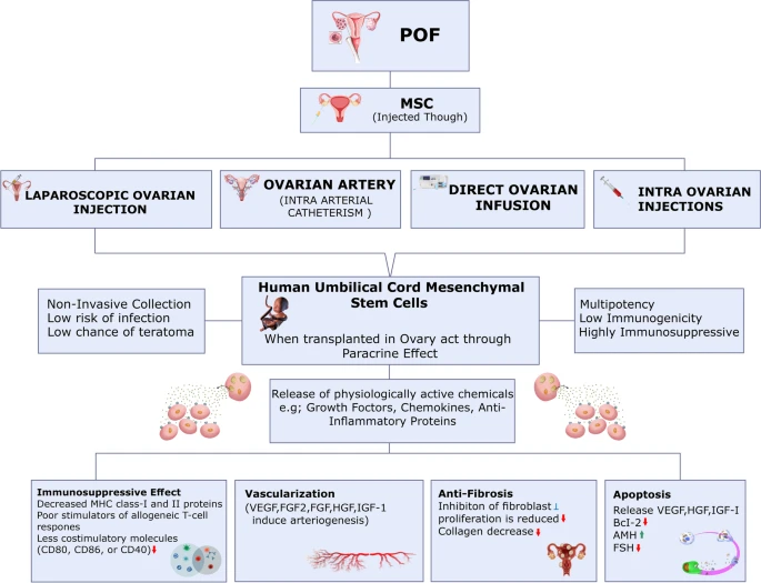使用干細胞治療卵巢損傷的擬議機制。 使用干細胞治療卵巢損傷的擬議機制。