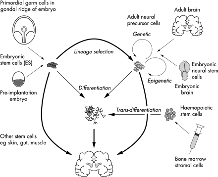 不同類型的干細胞 不同類型的干細胞