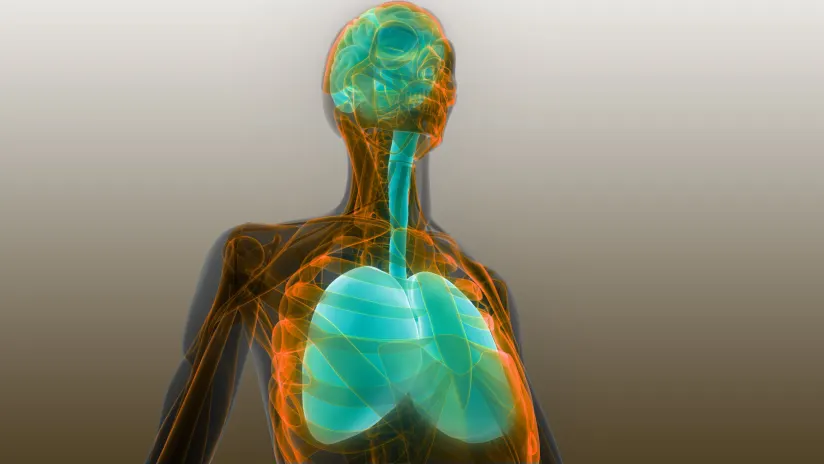 人體器官肺和腦解剖學。 人體器官肺和腦解剖學。