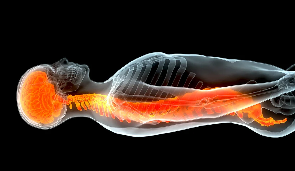 耶魯大學科學家利用患者自身的干細胞修復受傷的脊髓