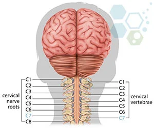 干細胞治療頸脊髓損傷C7 干細胞治療頸脊髓損傷C7