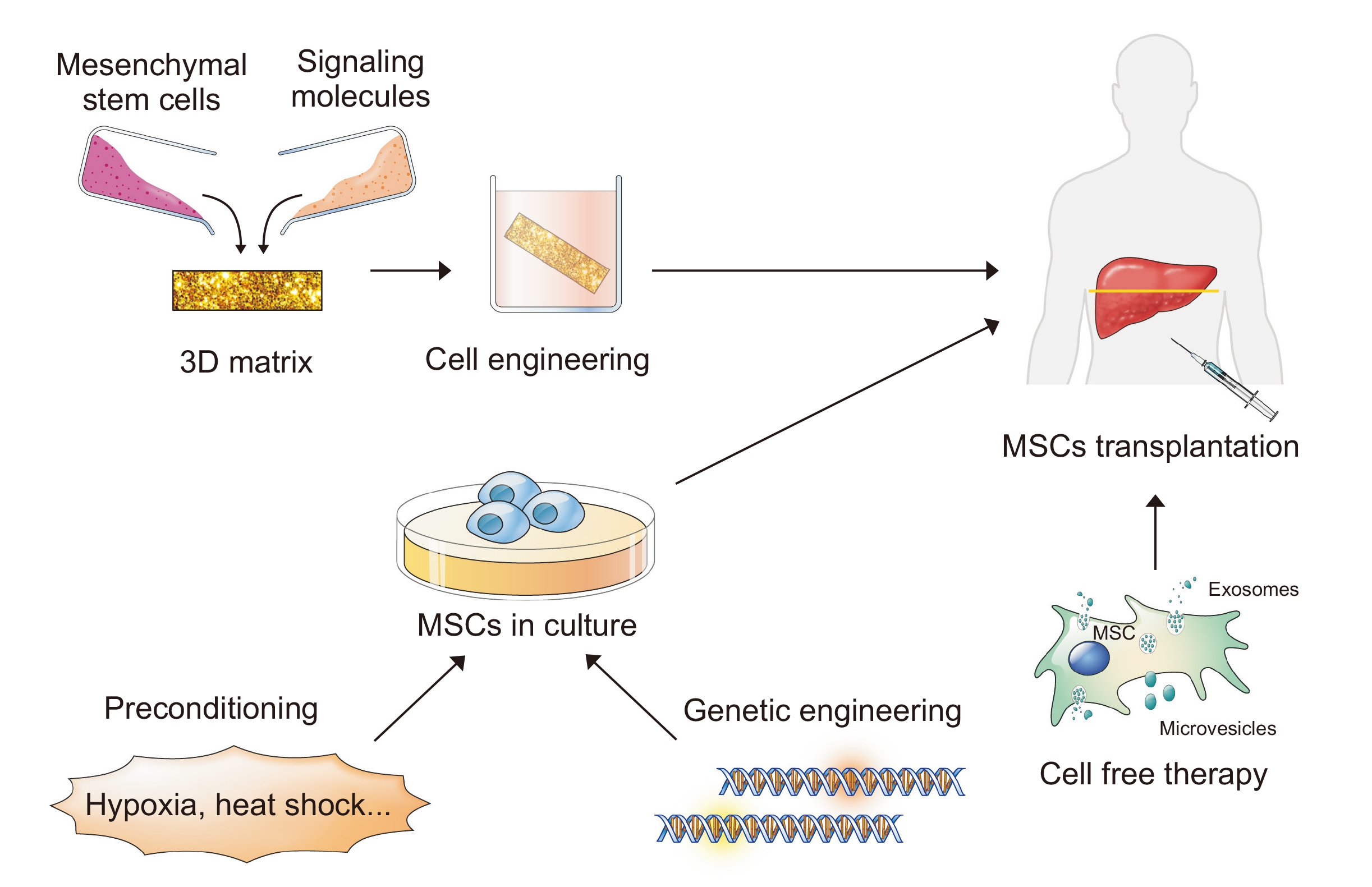 提高間充質(zhì)干細(xì)胞(MSC)療法療效的策略。 提高間充質(zhì)干細(xì)胞(MSC)療法療效的策略。