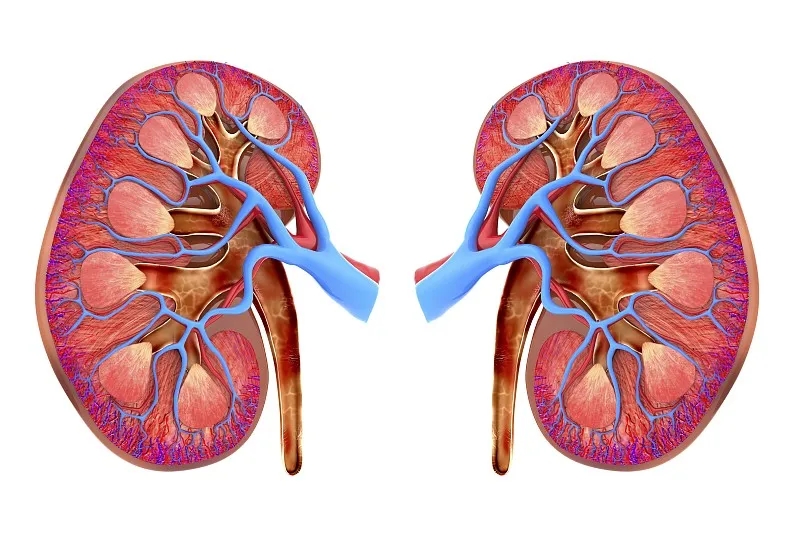 河北醫藥:傳統療法配合干細胞移植治療糖尿病腎病的效果 河北醫藥:傳統療法配合干細胞移植治療糖尿病腎病的效果