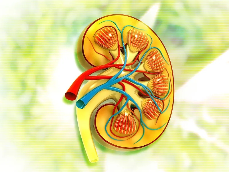 關于第3期腎病，您應該知道的一切