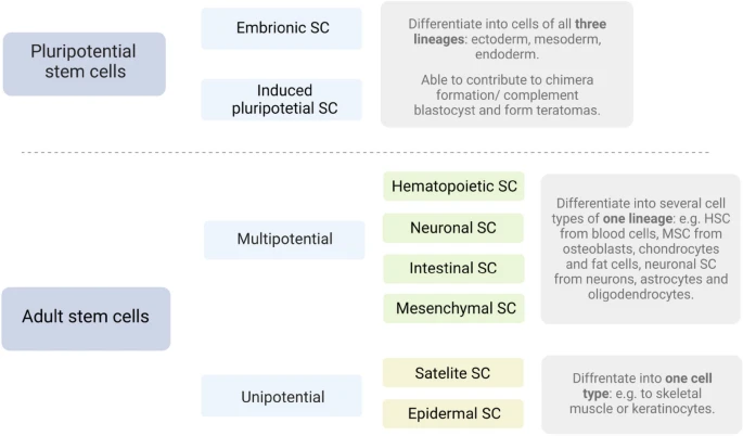 圖2：干細(xì)胞根據(jù)分化潛能進(jìn)行分裂。