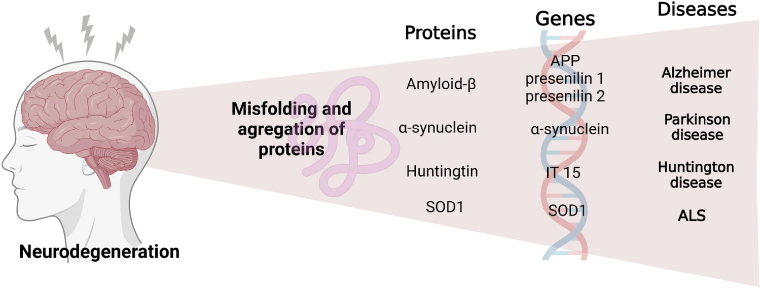 圖3：神經(jīng)退行性疾病發(fā)生的過程。