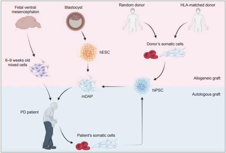 圖1：帕金森病 (PD) 細(xì)胞替代療法的潛在細(xì)胞來源比較。