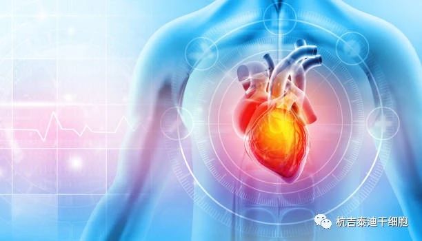 干細胞療法的出現(xiàn)成為心力衰竭患者的新希望! 干細胞療法的出現(xiàn)成為心力衰竭患者的新希望!