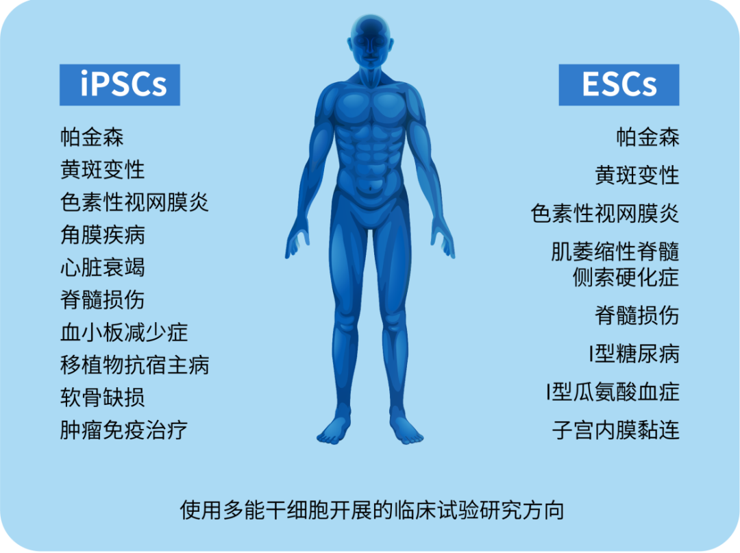 多能干細(xì)胞及其當(dāng)前在醫(yī)學(xué)中的應(yīng)用 多能干細(xì)胞及其當(dāng)前在醫(yī)學(xué)中的應(yīng)用