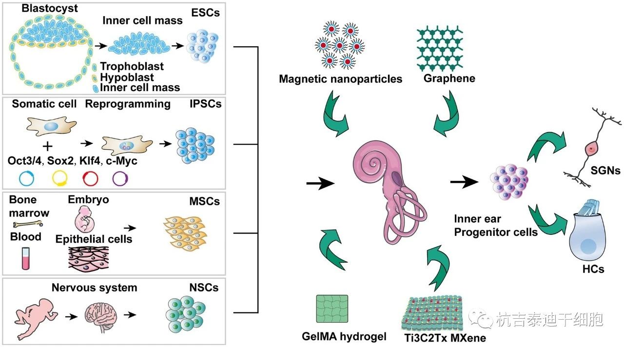 圖1. 針對干細胞治療聽力障礙的機制。