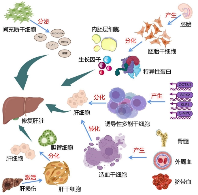 圖4:干細胞治療肝臟疾病的干細胞種類和作用機制圖 圖4:干細胞治療肝臟疾病的干細胞種類和作用機制圖