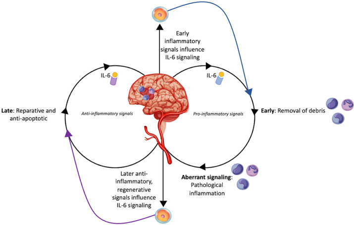 圖1:干細(xì)胞對(duì)中風(fēng)患者白細(xì)胞介素-6的調(diào)節(jié)作用 圖1:干細(xì)胞對(duì)中風(fēng)患者白細(xì)胞介素-6的調(diào)節(jié)作用