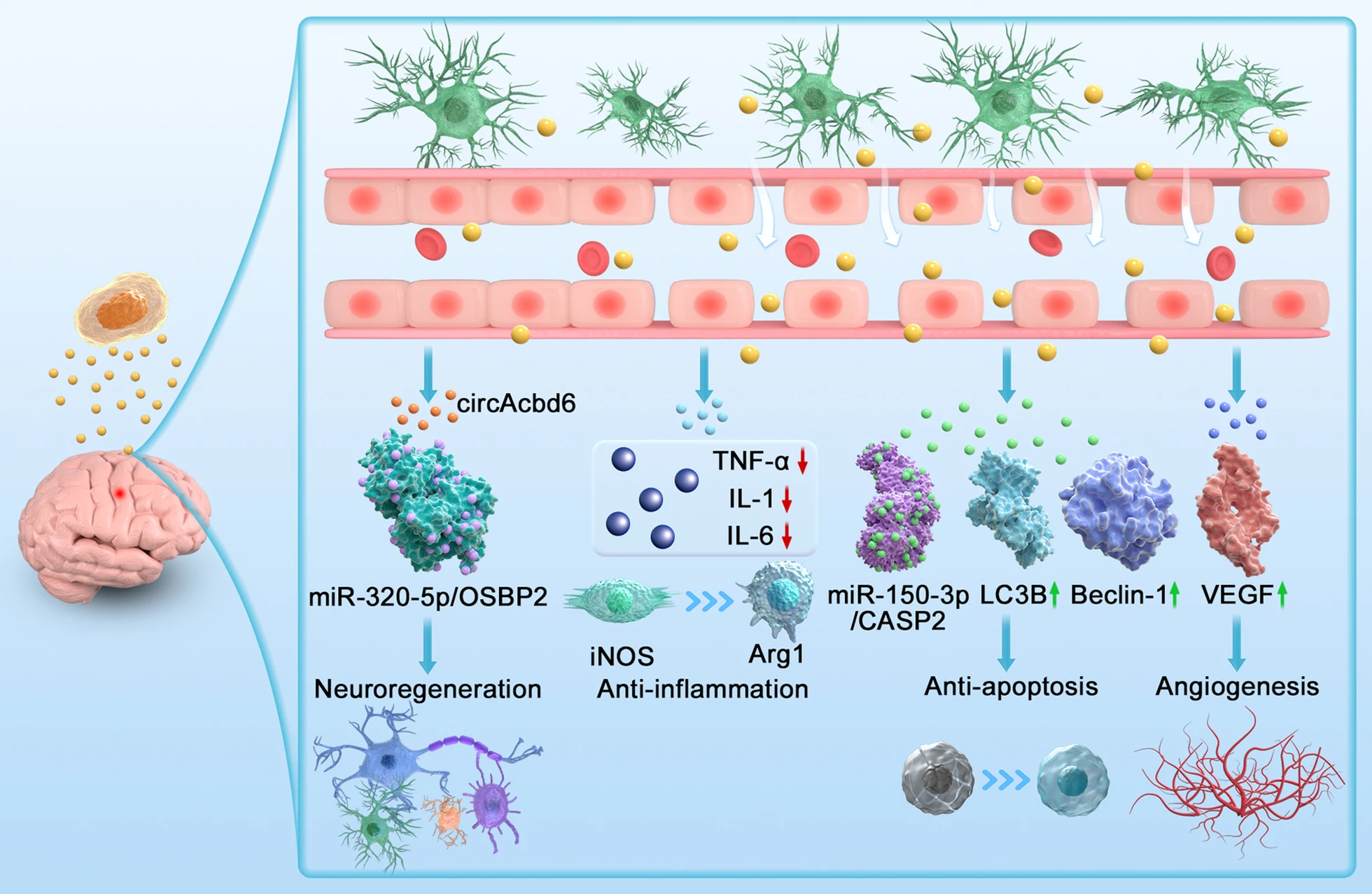圖3:神經(jīng)干細(xì)胞外泌體治療創(chuàng)傷性腦損傷作用機(jī)制示意圖 圖3:神經(jīng)干細(xì)胞外泌體治療創(chuàng)傷性腦損傷作用機(jī)制示意圖