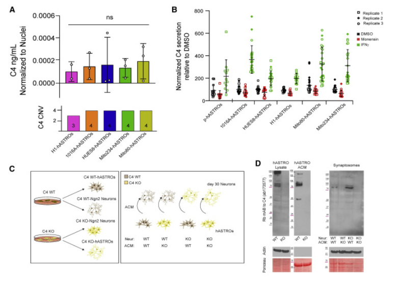 △人星形膠質(zhì)細胞分泌C4 △人星形膠質(zhì)細胞分泌C4