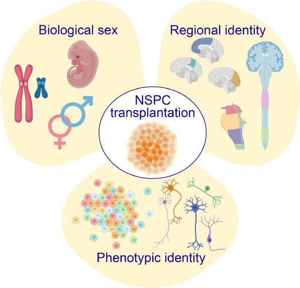 圖1：優(yōu)化神經(jīng)干細胞和祖細胞 (NSPC) 移植治療神經(jīng)系統(tǒng)損傷和疾病時需要考慮的關鍵因素。