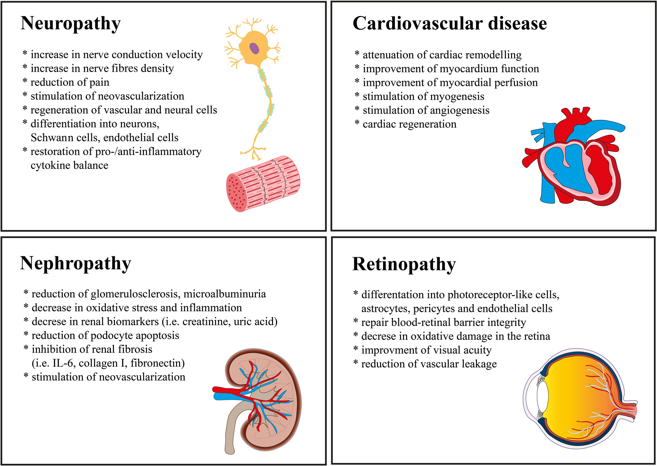圖1：使用脂肪間充質(zhì)干細(xì)胞來(lái)緩解長(zhǎng)期糖尿病并發(fā)癥
