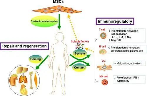△ 間充質干細胞在治療紅斑狼瘡上的作用機制 △ 間充質干細胞在治療紅斑狼瘡上的作用機制