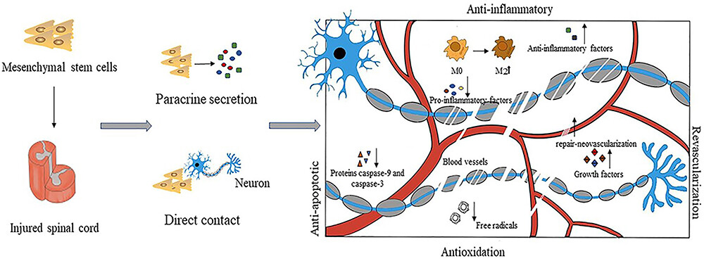 圖3:間充質(zhì)干細(xì)胞具有抗炎作用 圖3:間充質(zhì)干細(xì)胞具有抗炎作用