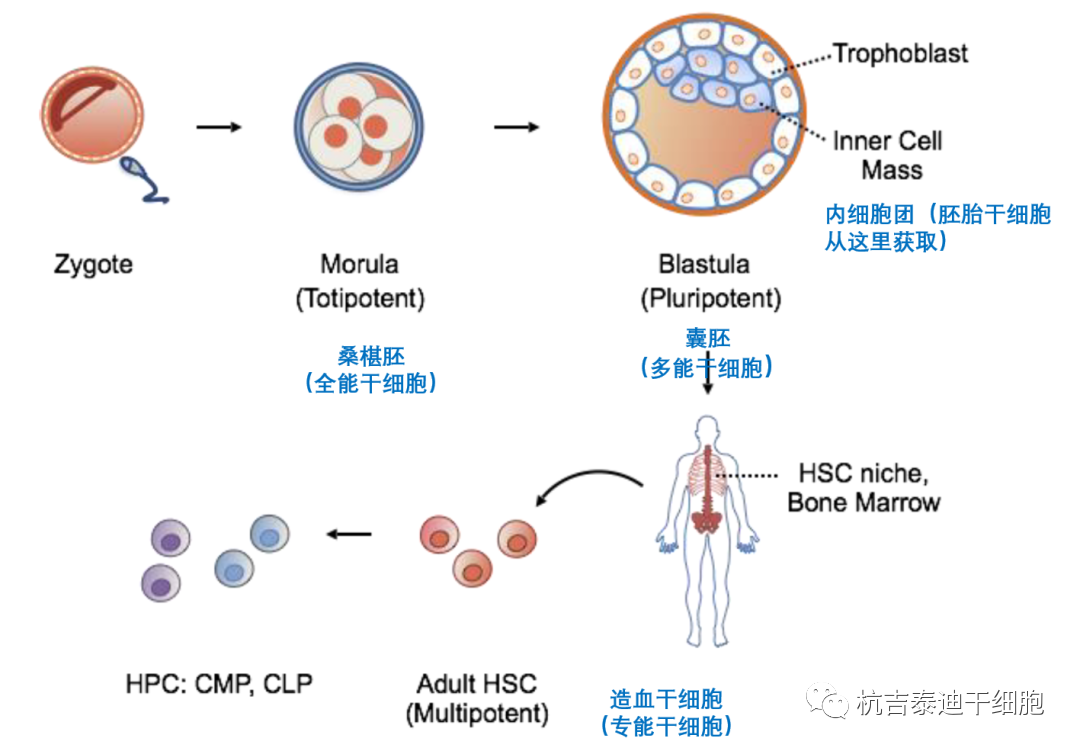 干細胞簡介系列之:干細胞分類 干細胞簡介系列之:干細胞分類