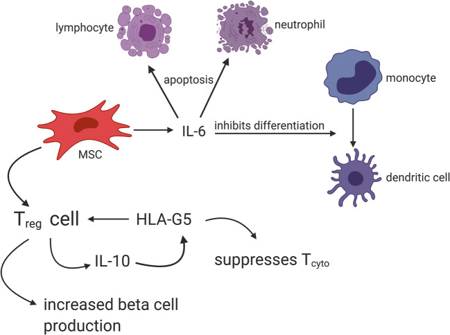 圖2：MSC通過與Treg細胞相互作用產生HLA-G5，抑制細胞毒性T細胞并促進Treg細胞，從而抑制T1DM自身免疫作用