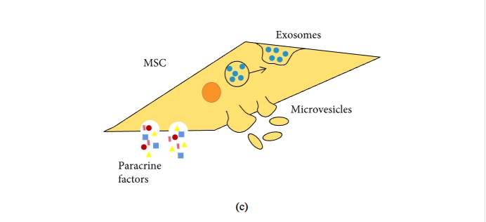 圖1:間充質干細胞促進組織修復和免疫抑制機制的示意圖 圖1:間充質干細胞促進組織修復和免疫抑制機制的示意圖