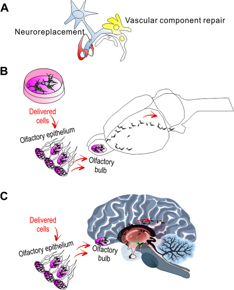 圖1:干細胞移植治療帕金森病的示意圖。 圖1:干細胞移植治療帕金森病的示意圖。