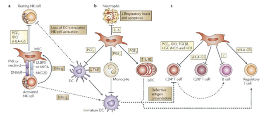 臍帶間充質(zhì)干細(xì)胞的機(jī)制作用 臍帶間充質(zhì)干細(xì)胞的機(jī)制作用